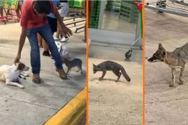 Autoridades de Quintana Roo está buscando a las personas que tuvieron contacto con una zorra gris, la cual dio positivo a rabia después de lastimar a una menor.