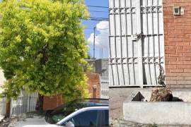 El árbol talado en la colonia República tenía más de 30 años de vida y fue destruido sin el permiso correspondiente, según denuncian los vecinos y la asociación Saltillo Verde.