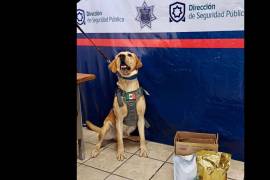 El binomio canino “Arturo” marcó la caja que contenía la droga durante el operativo realizado en J&amp;T Express.