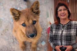 La senadora Mariela Gutiérrez Escalante reconoce el sacrificio de 10 mil perros durante su gestión en Tecámac, lo que detonó una investigación oficial por presunto maltrato animal.