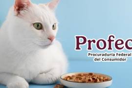 La alimentación balanceada para los felinos domésticos representa una de las principales ocupaciones para los dueños de mascotas.