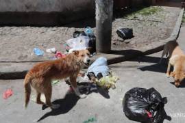 El “Rincón de la Perruchi” se ha convertido en un refugio temporal para decenas de animales abandonados en Múzquiz.