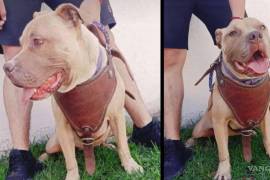 Fundación de rescate en Saltillo y adoptante de pitbull se enfrentan en redes sociales por caso “Almendra”.