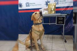 El agente canino “Arturo” fue clave en la detección de la droga oculta.