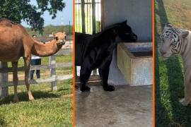 Durante cateos contra una red de huachicol en Tamaulipas fueron asegurados 135 animales exóticos, entre ellos tigres de Bengala, jaguares, hienas y monos araña.