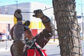 Las palmas y árboles de los camellones comienzan a iluminarse con espíritu navideño.