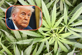 ¿Estados Unidos reconsiderará los peligros y el uso de la marihuana?