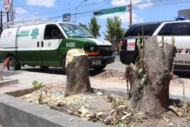 Para solicitar derribo de árboles, los ciudadanos pueden acudir de manera presencial, vía telefónica o mediante el chatbot 072, donde personal especializado evalúa y determina la autorización, buscando proteger el arbolado urbano.