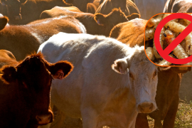 Reabren fronteras para venta y compra de ganado entre México y Estados Unidos