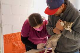 La SS en Coahuila, intensificó las campañas de prevención contra la rickettsia, enfocándose en el cuidado de las mascotas.