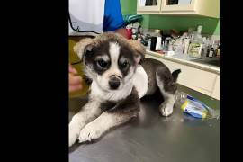 La mascota fue rescatada por integrantes de la fundación Rescatando Patitas y trasladada a atención veterinaria.