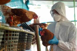 Tras la detección de un contagio por gripe aviar de una vaca lechera a una persona en Texas, las alertas se han encendido.
