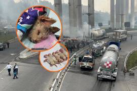 En redes sociales se dio a conocer el caso de ‘Cereza’, una perrita embarazada que fue localizada desorientada y con quemaduras graves luego de la explosión en Iztapalapa, Ciudad de México.