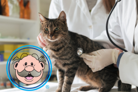 Veterinarias SimiPet Care