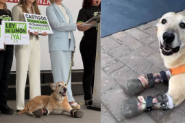 ¿Qué es la Ley Pay de Limón? Iniciativa contra la crueldad animal en México