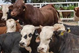 La sequía ha dejado sin riego a huertas y ranchos en la región norte de Coahuila.