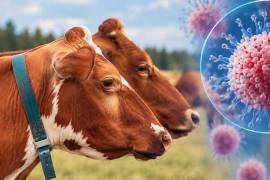 Las autoridades francesas investigan el fallecimiento de un paciente infectado con el virus Shamonda, un patógeno asociado principalmente al ganado y transmitido por insectos.