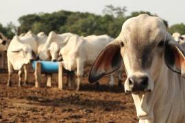 Personal técnico aplica los protocolos establecidos por Senasica, como parte del refuerzo nacional de vigilancia sanitaria.