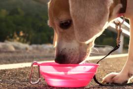 Ante la falta de agua los perros pueden padecer insolación o deshidratación.