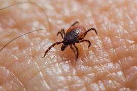 La Región Sureste del Estado registra la mayor parte de los contagios por rickettsia.