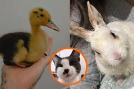¿Perdiste un pato o un conejo en Saltillo? Cuidado, puede tratarse del ‘gato del costal’