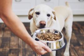 Una buena comida para perros debe incluir una combinación de proteínas, carbohidratos, grasas, vitaminas y minerales en las cantidades adecuadas para cubrir las necesidades nutricionales del perrito.