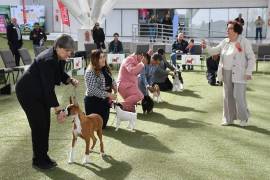 Ejemplares de diversas razas competirán bajo estándares nacionales avalados por la Federación Canófila Mexicana.