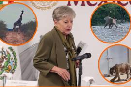 ¿Cómo llegan estos ejemplares al país? ¿Quién y cómo autoriza que particulares, sin capacidad para cuidarles y mantenerles como requieren, los posean? Esas y preguntas tendría que responder Alicia Bárcena, Secretaría del Medio Ambiente.