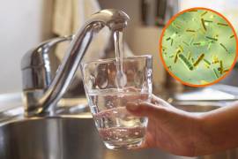Aunque muchas personas la utilizan a diario, el agua de la llave puede contener microorganismos y contaminantes que representan riesgos para la salud si no recibe el tratamiento adecuado.