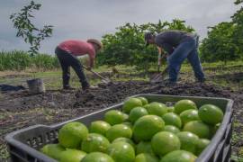 El paro afecta a los municipios de Apatzingán, Buenavista y Parácuaro, los cuales integran la región de Tierra Caliente de Michoacán