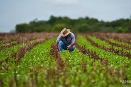 En 2024, se destinaron 826 millones de pesos para apoyar a mil 744 agricultores de Coahuila en la extracción de agua de casi 2 mil pozos.