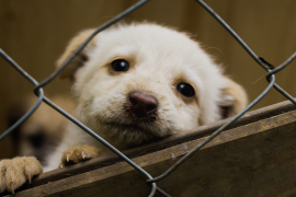 Mascotas; víctimas colaterales de las redadas en Texas