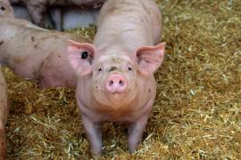 La Procuraduría Federal de Protección al Ambiente (Profepa) clausuró una granja porcícola ubicada a unos dos kilómetros de la cabecera municipal de Chocholá, Yucatán.