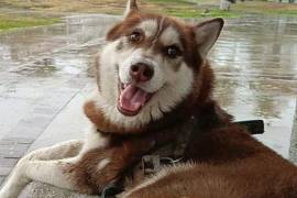 La historia de Lucas, un perro Husky de tres años, ha marcado un precedente judicial en Tabasco.