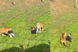 Un hombre es atacado por un tigre tras caer en el área de este en un zoológico de Inglatera.
