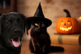 Autoridades de la CDMX alertaron sobre el aumento de riesgos para perros y gatos negros durante Halloween y Día de Muertos, exhortando a protegerlos ante posibles actos de maltrato vinculados con rituales.