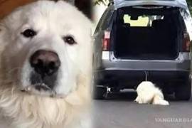 La organización Dignidad Animal busca obtener la custodia de los restos de Rocky para darle una sepultura digna.