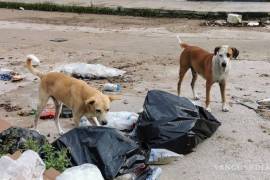 En redes sociales han reportado que desde el 12 de agosto se han registrado casos de envenenamiento masivo de perros y gatos, en localidades de la región Mixteca , Oaxaca.