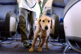 ¿Los perros de apoyo emocional también pueden viajar junto a sus dueños en el avión?