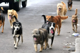 Personal de Protección Animal realiza una campaña de esterilización en Frontera.