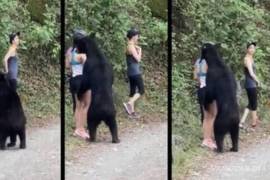 La selfie viral del oso 34 en la meseta de Chipinque fue el preludio de una historia que desembocó en multas y sanciones por la castración innecesaria de este ejemplar en peligro de extinción.