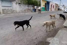Según animalistas, México es el país número uno a nivel Latinoamérica en cuanto a población de perros callejeros.