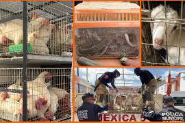 Autoridades rescataron más de 700 animales en hacinamiento y los trasladaron a la Universidad Autónoma Chapingo para valoración y resguardo