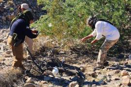 Integrantes de colectivos de búsqueda y autoridades estatales realizan trabajos de excavación y peritaje en la Reserva Miguel Alemán, en Mexicali, donde se han localizado fosas clandestinas y restos humanos