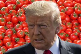 Estados Unidos impondrá un arancel del 20.91% a tomates mexicanos