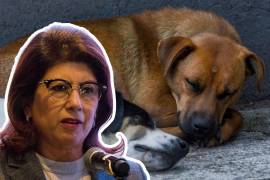 Mariela Gutiérrez Escalante, senadora de Morena y expresidenta municipal de Tecámac, Estado de México, afirmó ante la prensa que durante sus administraciones del 2019 a 2024 se sacrificaron más de 10 mil perros.