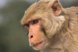 En los Estados Unidos, pero en 2003, se produjo un brote de viruela del mono cuando roedores infectados importados de África como mascotas diseminaron el virus a perros de las praderas; éstos infectaron a personas en regiones occidentales y centrales de ese país.
