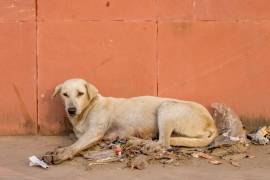 Ayuntamientos como el de Saltillo y Torreón están desarrollando cursos de adiestramiento canino para mejorar la disciplina y habilidades de las mascotas, promoviendo su participación en diversas actividades sociales y deportivas.