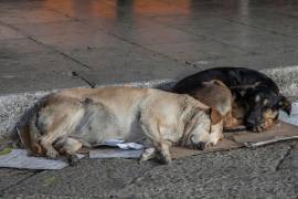 En Coahuila, alrededor de dos millones de canes están en situación de calle.