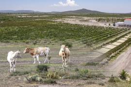 Custodios de su propia tierra